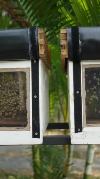 蜂蜜を生産する蜂のいっぱいの2つの箱から離れて歩くショット Fhd垂直ビデオ — ストック動画