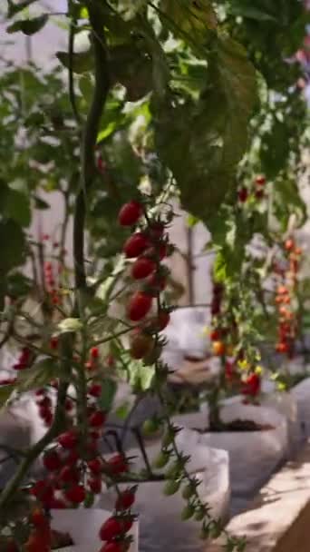 Vue Intérieur Une Serre Aux Tomates Cerises Fhd Style Vie — Video