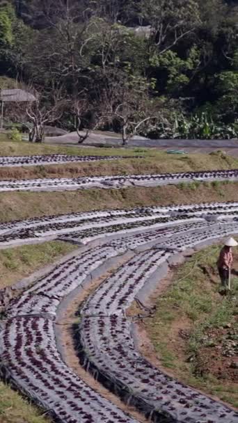 Два Непризнанных Фермера Обрабатывают Землю Поле Горах Fhd Вертикальный Традиционный — стоковое видео