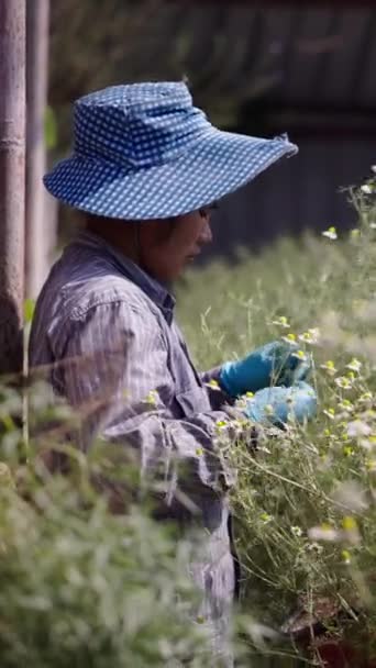亚洲妇女在某一领域管理的草药 Fhd垂直传统生活方式 — 图库视频影像