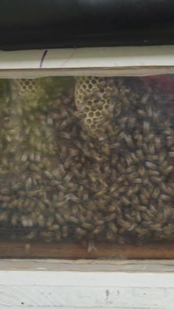 Een Doos Vol Honingbijen Een Boerderij Thailand Fhd Verticale Video — Stockvideo
