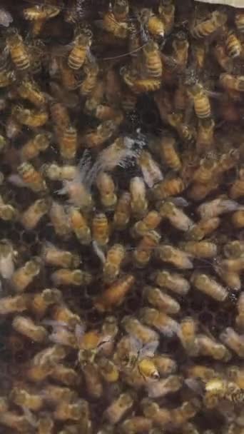 Close Van Een Zwerm Bijen Die Honing Produceren Fhd Verticale — Stockvideo