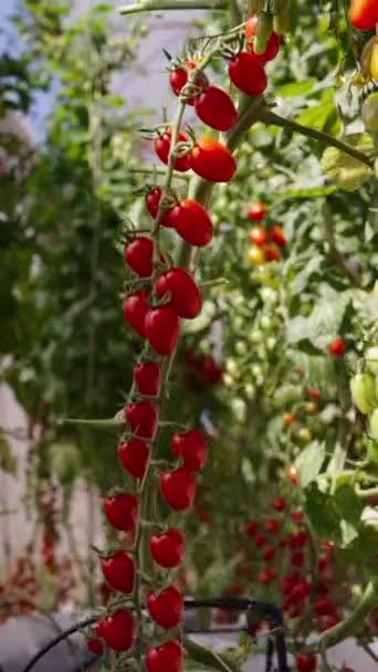 Zbliżenie Pomidorów Wiśniowych Szklarni Fhd Pionowy Tradycyjny Styl Życia — Wideo stockowe