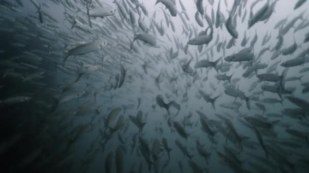 Большая Стая Сфирены Плавает Вместе Тайских Водах Горизонтальное Видео — стоковое видео