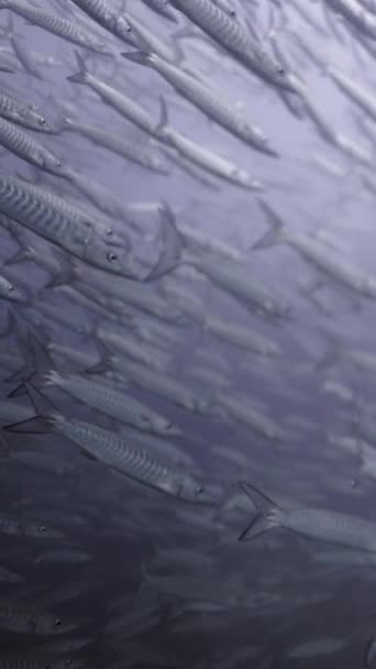 Grote Aantallen Barracuda Zwemmen Slow Motion Fhd Verticale Video — Stockvideo
