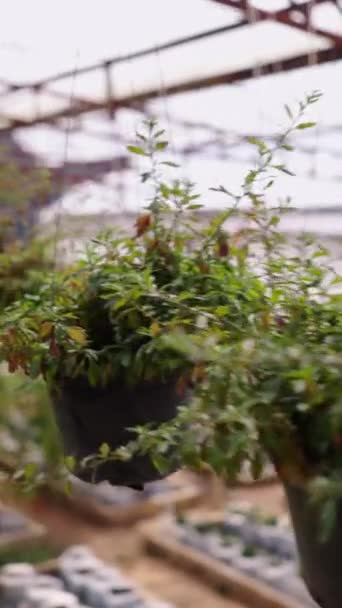 タイの温室でぶら下がっている鍋の眺め Fhd垂直伝統的なライフスタイル — ストック動画