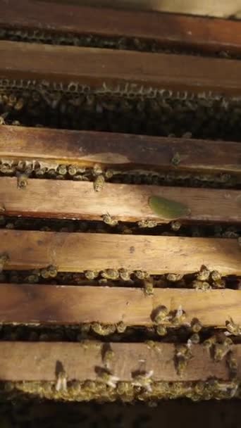 Bovenaanzicht Van Een Doos Vol Bijen Met Panelen Binnen Fhd — Stockvideo