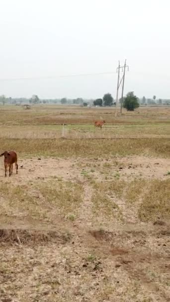 Drone Disparo Rancho Con Algunas Vacas Tailandia Lugares Locales Vídeo — Vídeo de stock