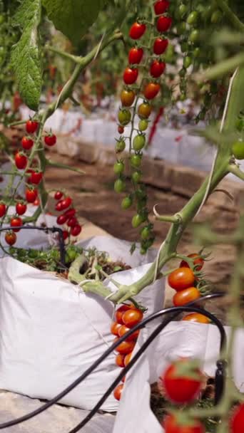 Вид Урожай Помидоров Вишни Белых Пакетах Традиционный Образ Жизни Fhd — стоковое видео