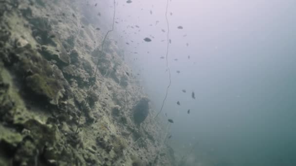 从海底拍摄 鱼在珊瑚中游动 4K水平视频 — 图库视频影像