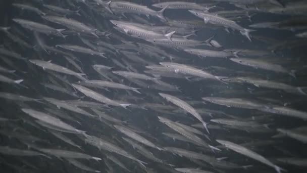 Koh Tao 4K水平视频中的几种梭鱼在海里游泳 — 图库视频影像