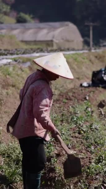 タイの村の果樹園で土地を耕す農民 Fhd垂直伝統的なライフスタイル — ストック動画