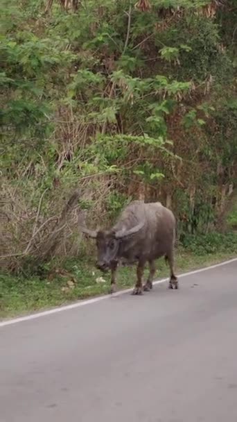 牛は食べ物を求めて道を離れます 4K水平ライフスタイルビデオ — ストック動画