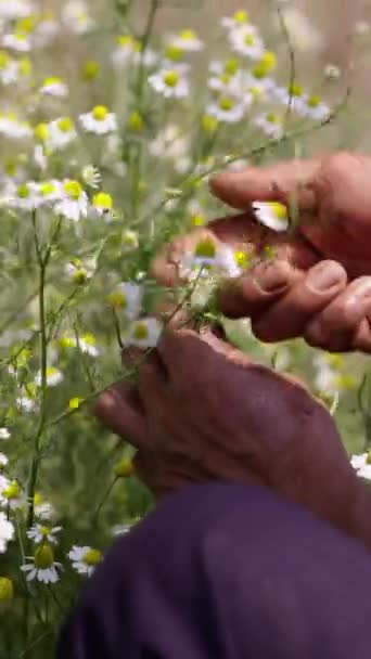 Man Händer Plocka Blommor Från Växt Fhd Vertikal Traditionell Livsstil — Stockvideo