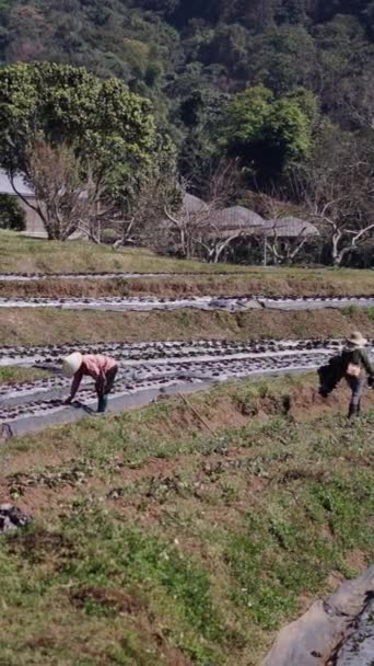 Фермеры Проводят Профилактические Работы Таиланде Fhd Vertical Традиционный Образ Жизни — стоковое видео