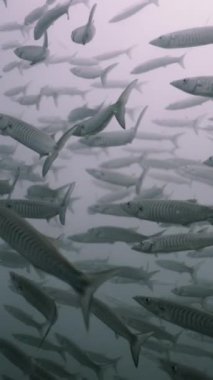 Koh Tao açıklarında yüzen barakuda sürüsü - FHD dikey video