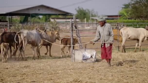 一名男子驾驶牛进入泰国的牧场 4K水平视频 — 图库视频影像