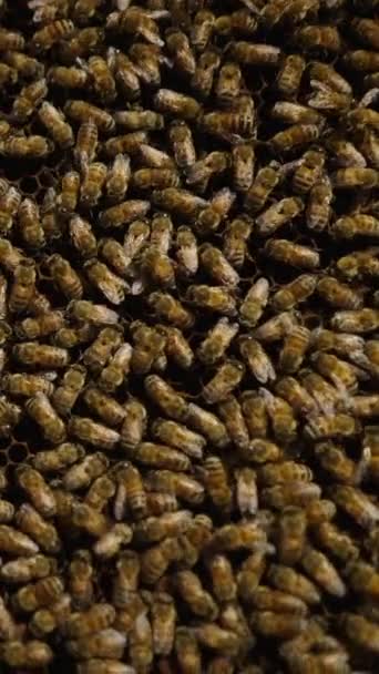 Κοντινό Πλάνο Του Πίνακα Μελισσοκομίας Γεμάτο Μέλισσες Ένα Αγρόκτημα Στο — Αρχείο Βίντεο