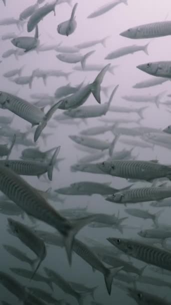 Shoal Barracuda Nageant Dans Les Eaux Large Koh Tao Vidéo — Video