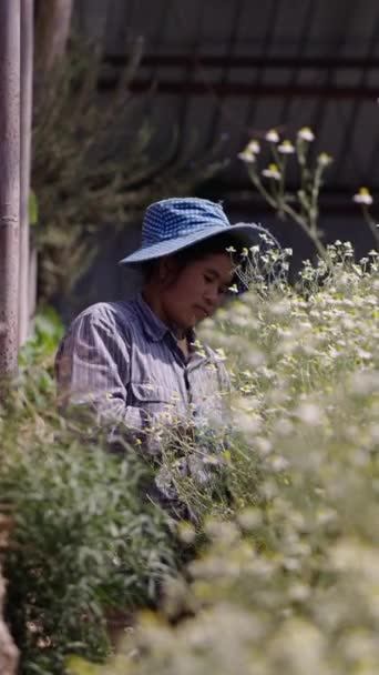 タイのアジアの女性農家ハンドリング植物 Fhd垂直伝統的なライフスタイル — ストック動画