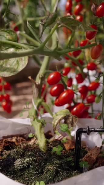 Close Gotas Caindo Saco Branco Tomates Cultivados Campo Fhd Estilo — Vídeo de Stock