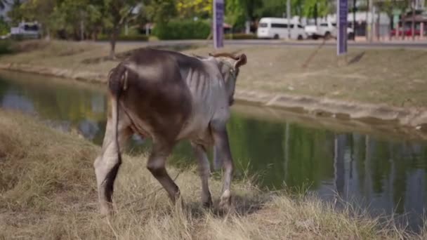 Kuh Spaziert Neben Einem Städtischen Fluss Horizontalvideo — Stockvideo