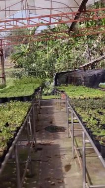 Tayland 'da küçük bitkilerle dolu bir seraya girme planı FHD dikey yaşam tarzı
