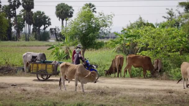 Pastores Tailandeses Una Moto Con Ganado Horizontal Video — Vídeo de stock