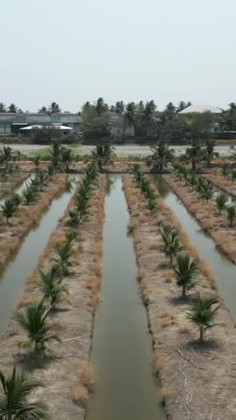 Panoramiczny Widok Pole Palm Kokosowych Fhd Vertical Video — Wideo stockowe