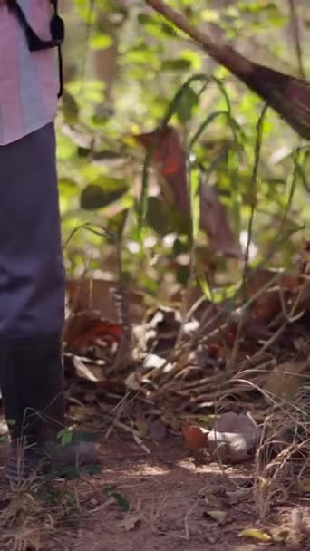 Pessoa Desconhecida Coletando Folhas Ervas Daninhas Uma Floresta Fhd Estilo — Vídeo de Stock
