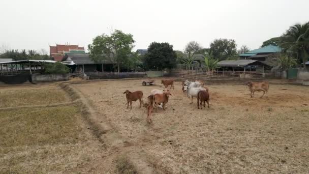 Plano Rotativo Vacas Estábulo Tailândia Lugares Locais — Vídeo de Stock