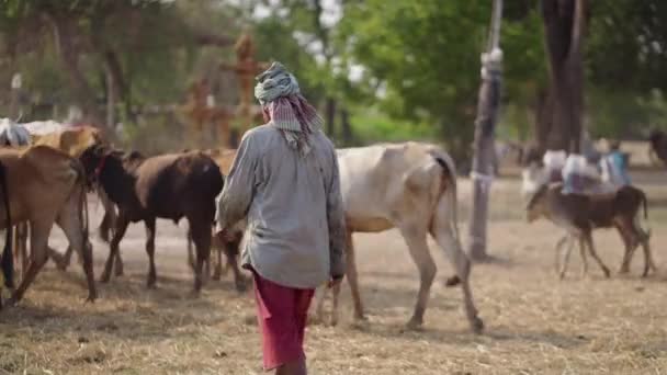 一名泰国牧民驾驶他的牛在牧场 4K水平视频 — 图库视频影像