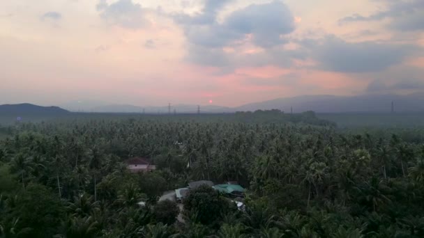 Dron Idzie Palm Tajlandii Horizontal Video — Wideo stockowe