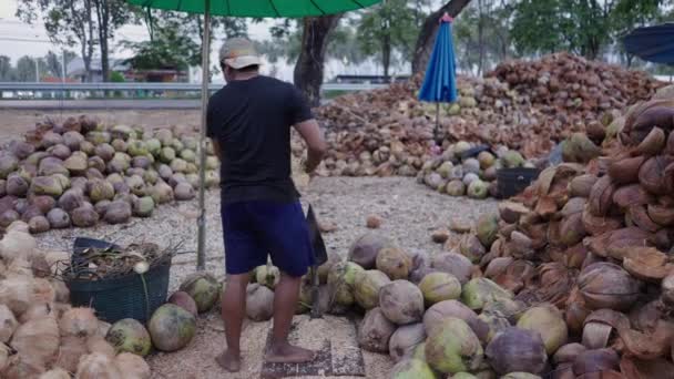 Несколько Кокосов Очищает Тайский Мужчина Горизонтальное Видео — стоковое видео