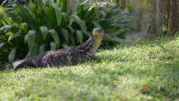 잔디밭에 태양에 도마뱀 일광욕 체육관 — 비디오