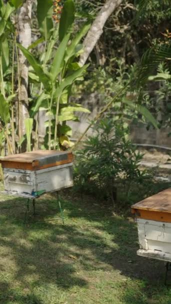 Πλευρικό Σχέδιο Αρκετών Κουτιών Μελισσοκομικό Αγρόκτημα Στο Chiang Mai Fhd — Αρχείο Βίντεο