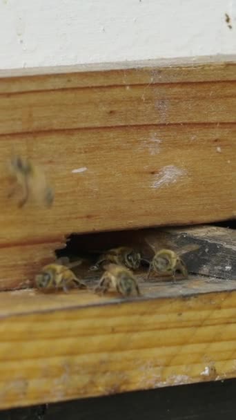 进进出出孔的蜜蜂群 Fhd垂直视频 — 图库视频影像