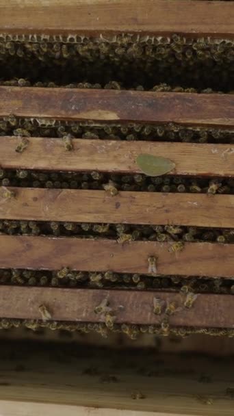 Άποψη Πολλών Μελισσών Μέσα Μελισσοκομικό Κουτί Καπνό Fhd Vertical Video — Αρχείο Βίντεο