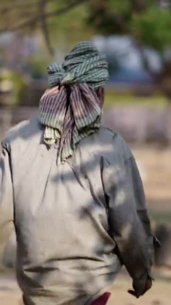 Ένας Άνδρας Γυρισμένη Την Πλάτη Βαδίζει Προς Τις Αγελάδες Fhd — Αρχείο Βίντεο