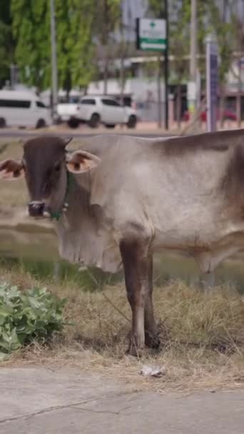 Vaca Atada Lado Canal Fluvial Fhd Vídeo Vertical — Vídeo de stock