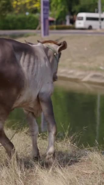 Vache Flânant Long Une Rivière Urbaine Fhd Vidéo Verticale — Video