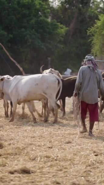 一个无法辨认的男人走在牛群中 Fhd垂直录像 — 图库视频影像
