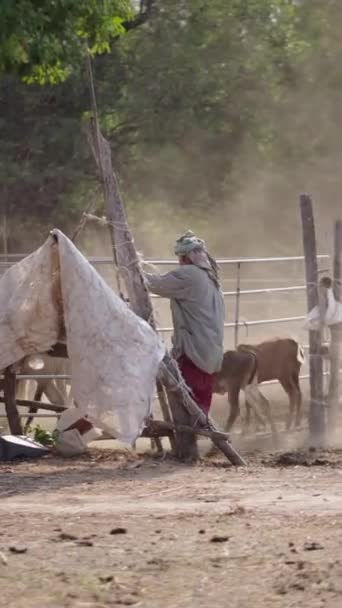 无法辨认的男子关闭牧场与奶牛在其中 Fhd垂直视频 — 图库视频影像
