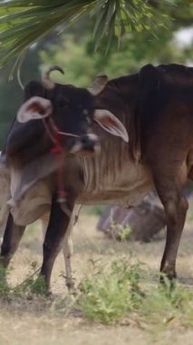 Bir inek kendi kıçını yalıyor - FHD dikey video