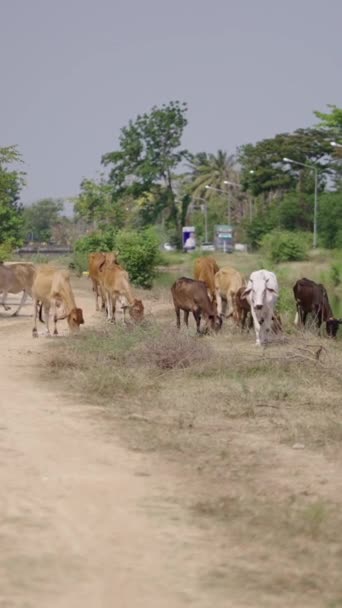 Nehrin Kıyısında Otlayan Sığırlar Fhd Dikey Video — Stok video