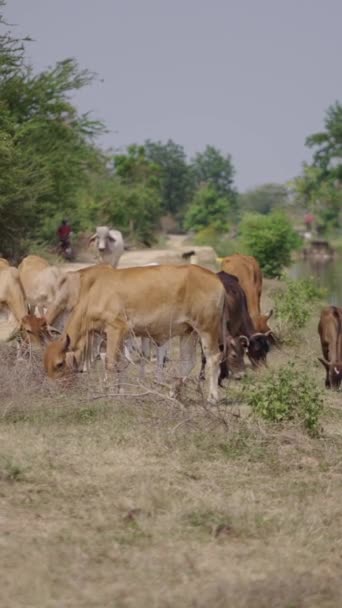Несколько Коров Пасутся Реке Дороги Fhd Вертикальное Видео — стоковое видео