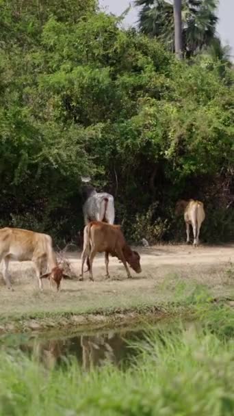 Mehrere Kühe Verschiedenen Farben Grasen Einem Fluss Fhd Vertikales Video — Stockvideo
