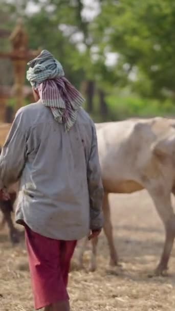 一位泰国牧民在牧场上赶牛 Fhd垂直录像 — 图库视频影像