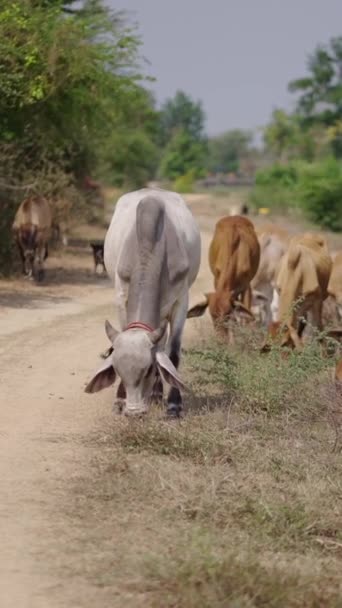 Una Gran Vaca Blanca Destaca Manada Fhd Vídeo Vertical — Vídeo de stock