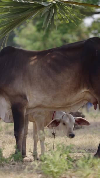 Μια Μεγάλη Αγελάδα Ποζάρει Δίπλα Στη Γάμπα Της Fhd Vertical — Αρχείο Βίντεο